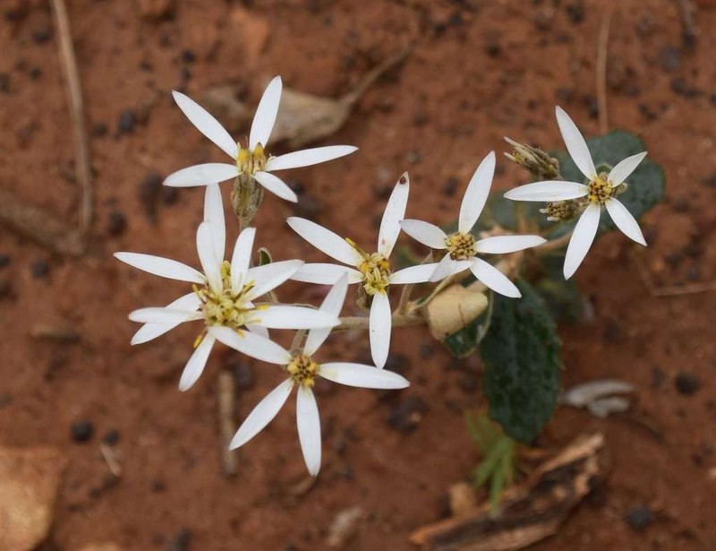 Olearia speciosa photo 6