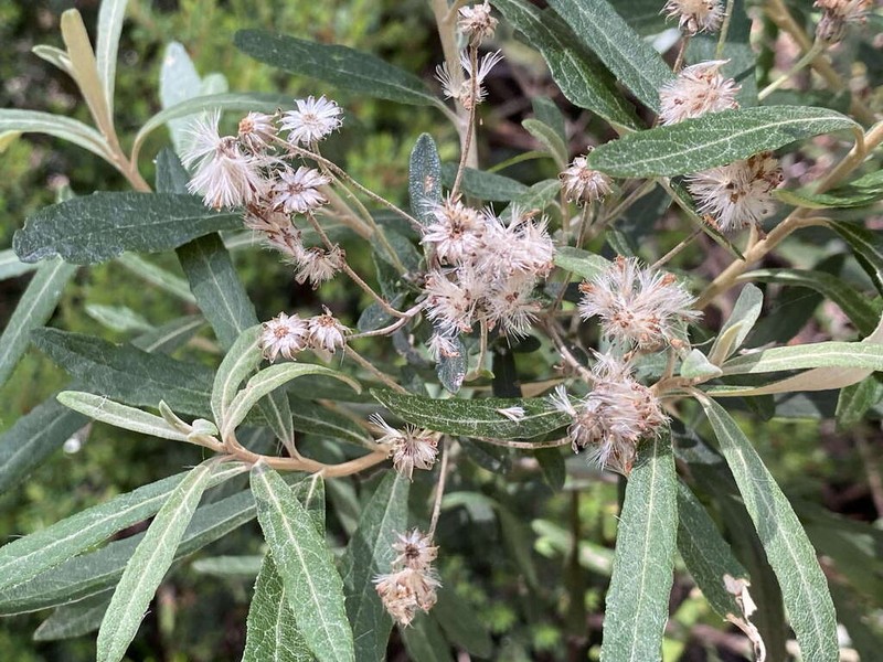 Olearia speciosa photo 7