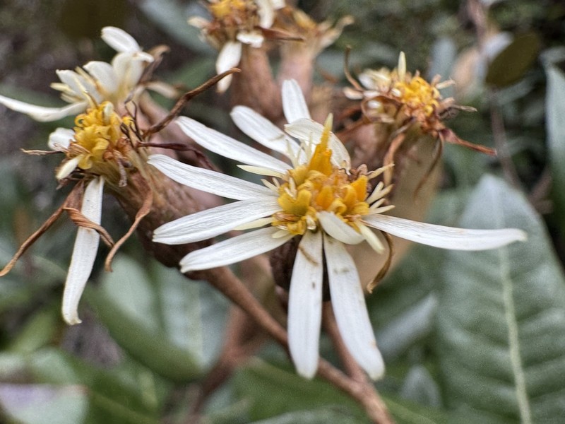 Olearia spectabilis