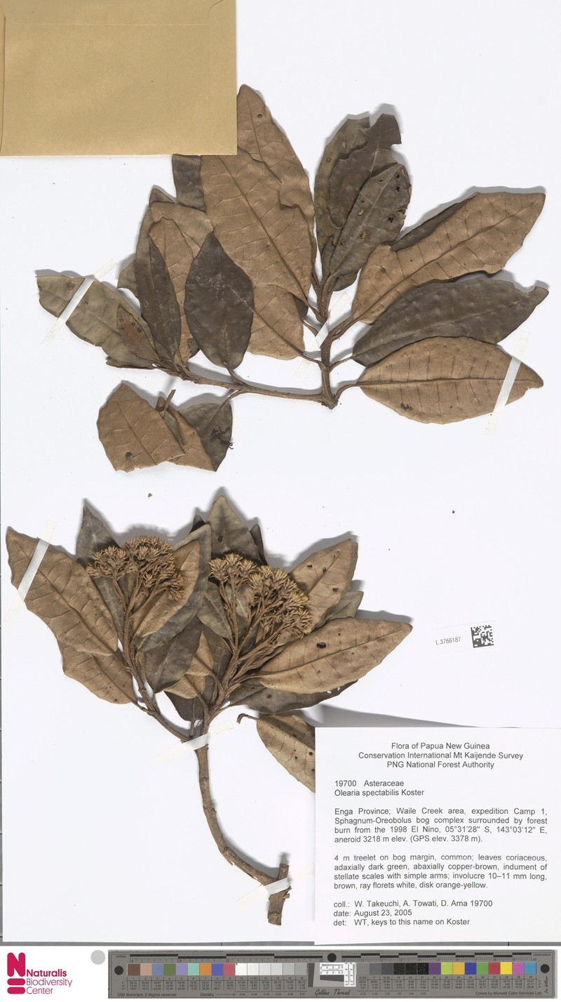 Olearia spectabilis photo 2