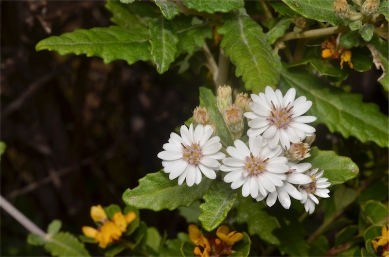Olearia stellulata
