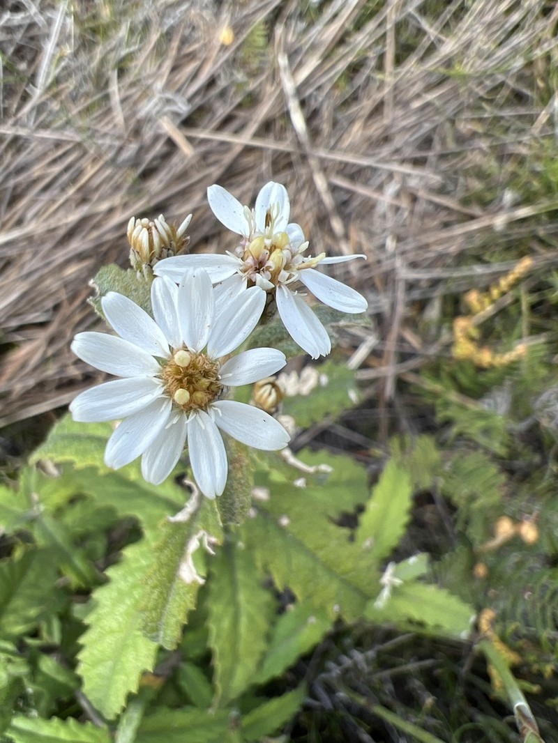 Olearia stellulata photo 2