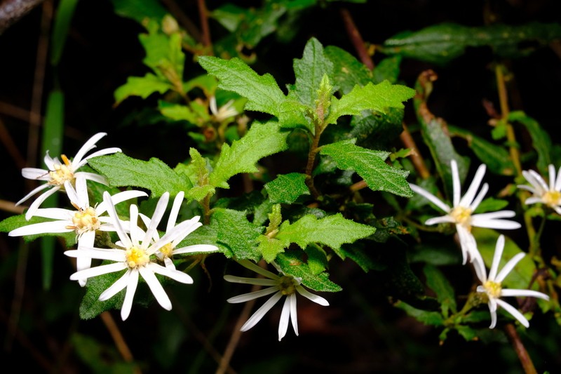 Olearia stellulata photo 3