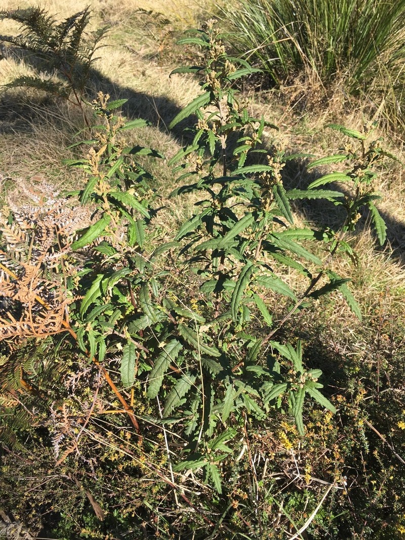 Olearia stellulata photo 4