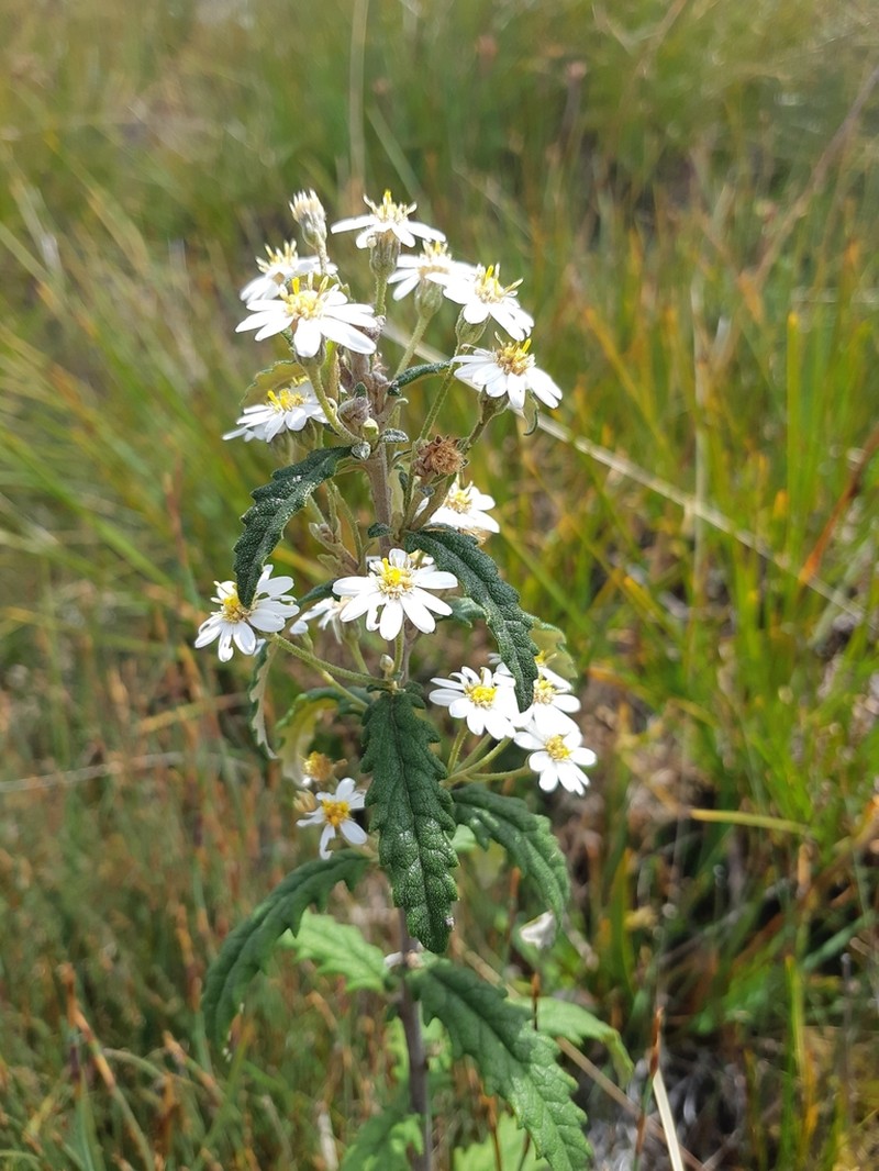 Olearia stellulata photo 5