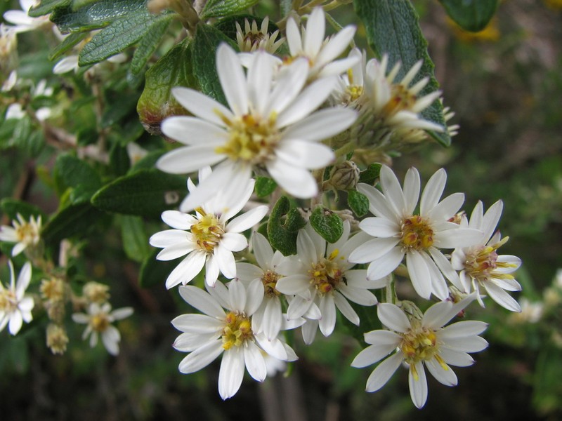 Olearia stellulata photo 6