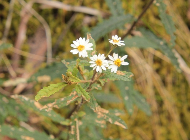 Olearia stellulata photo 7