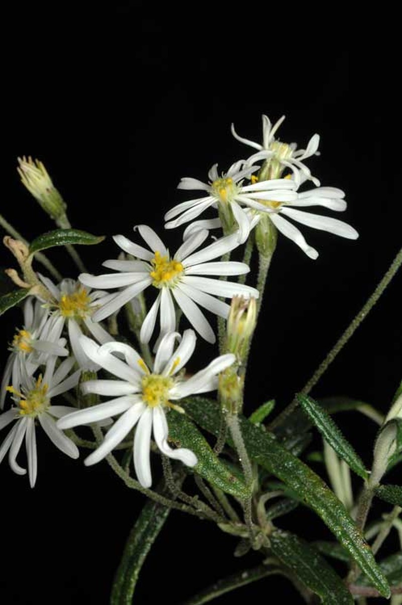 Olearia stenophylla