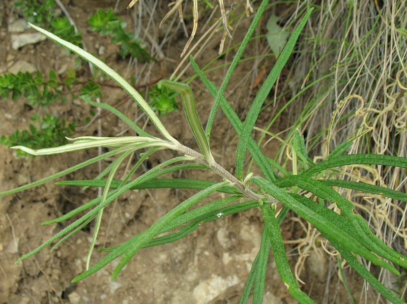 Olearia stenophylla photo 3