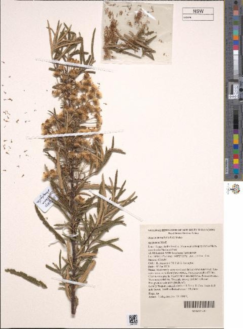 Olearia stenophylla photo 4