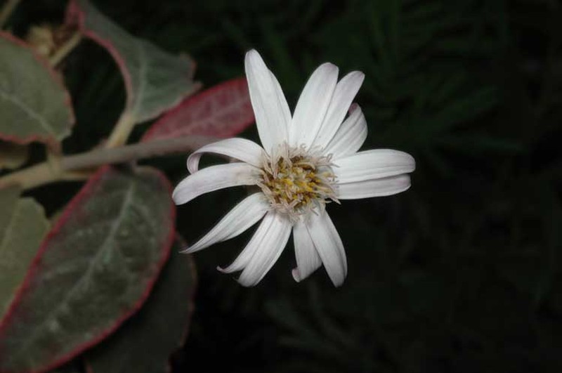 Olearia stilwelliae