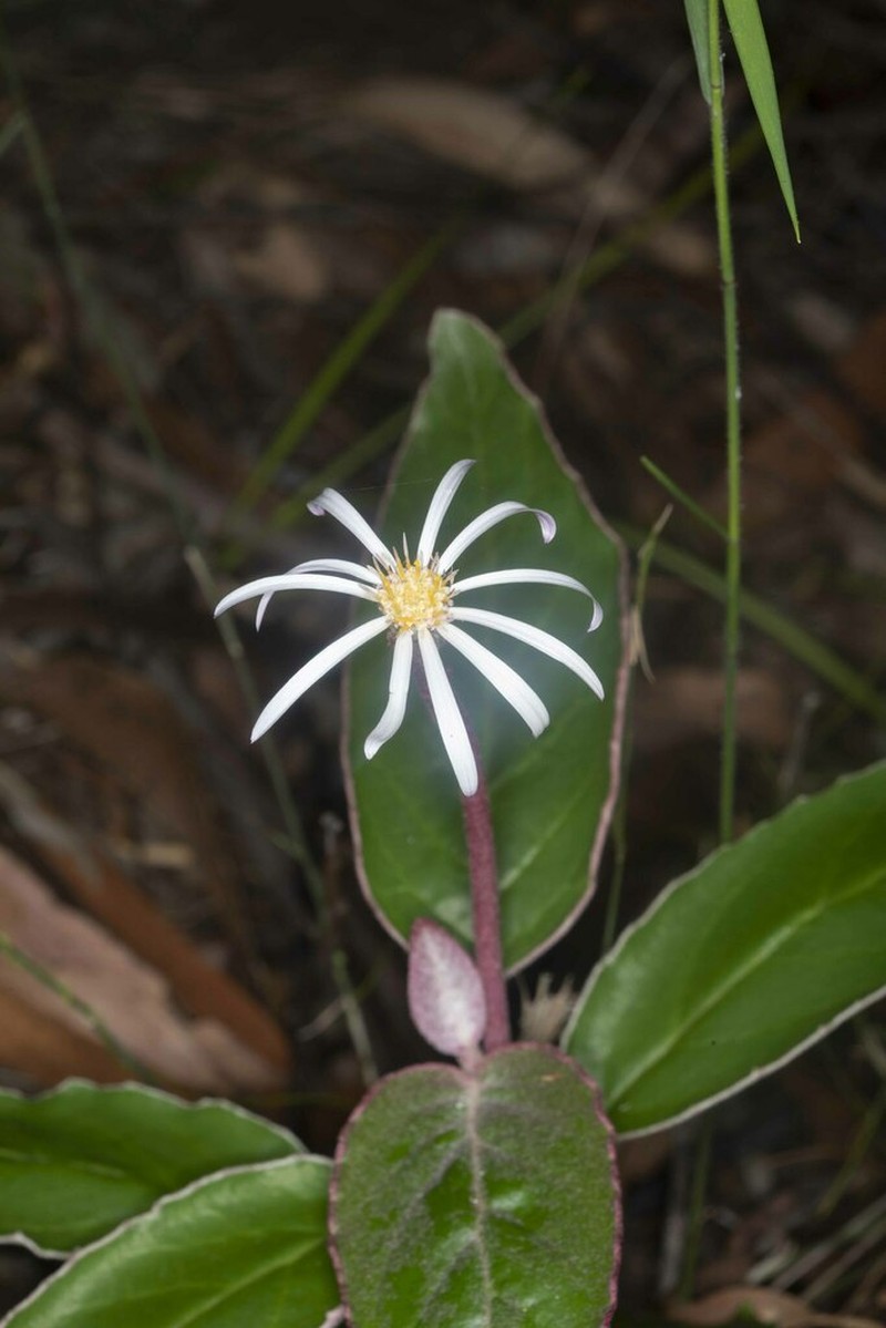 Olearia stilwelliae photo 2