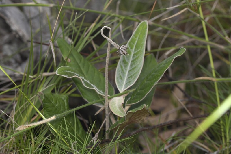 Olearia stilwelliae photo 3