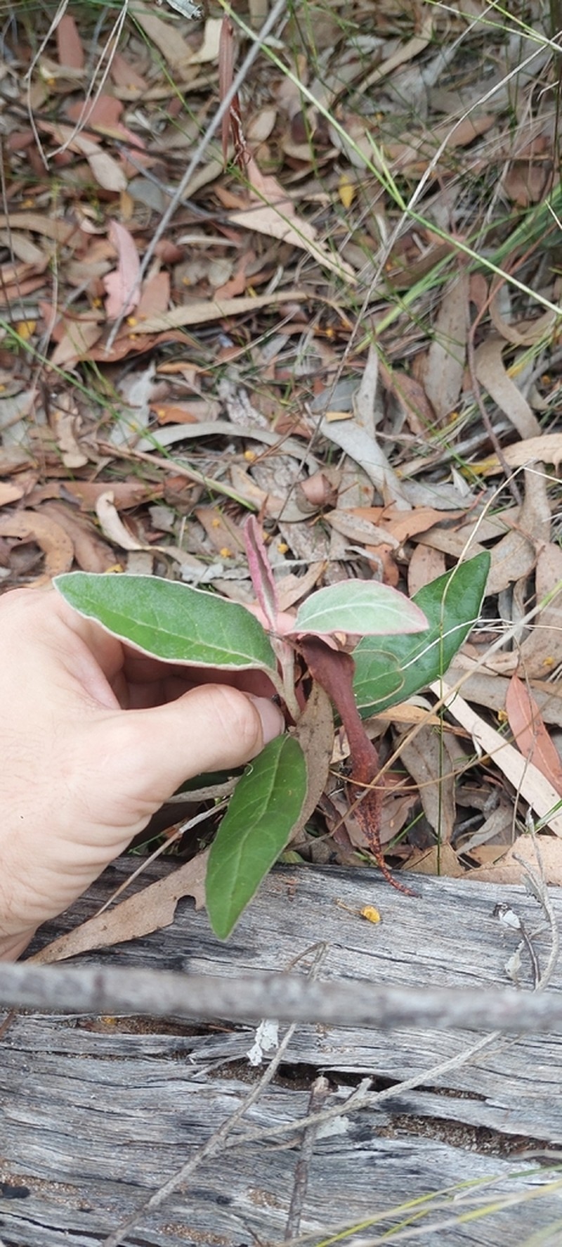 Olearia stilwelliae photo 5