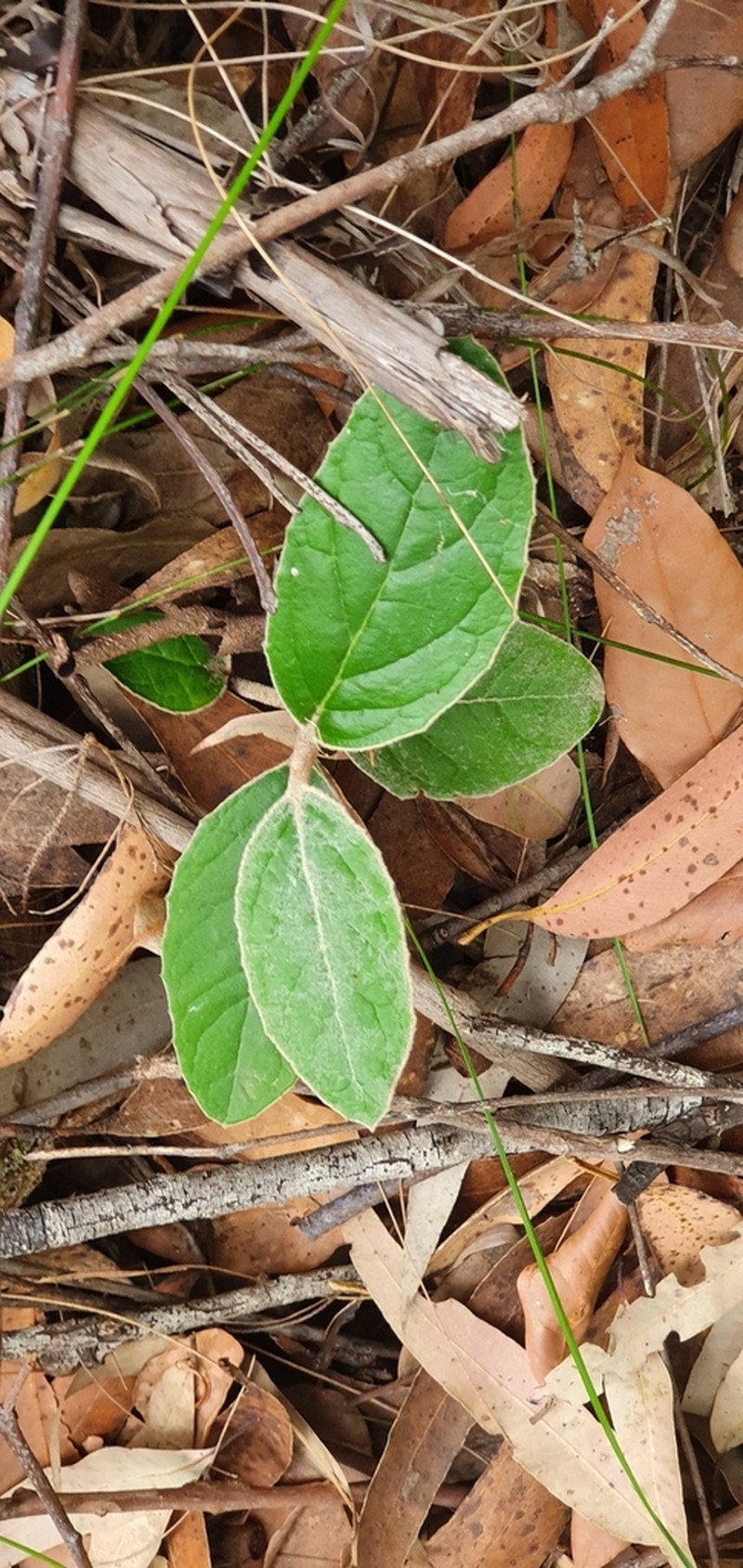 Olearia stilwelliae photo 7