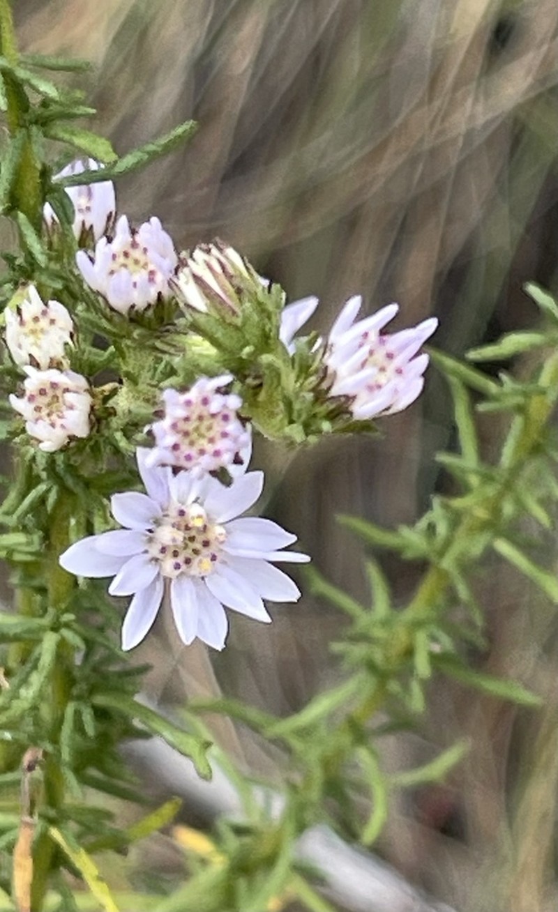 Olearia stricta