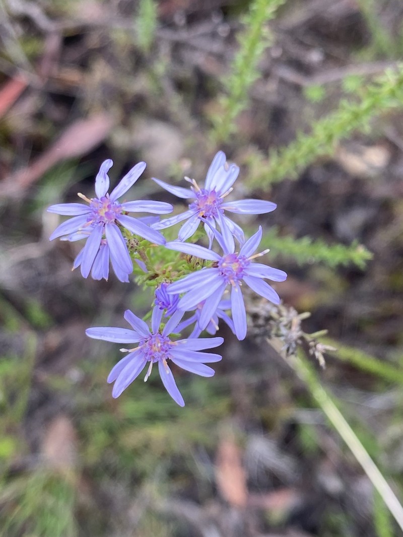 Olearia stricta photo 2