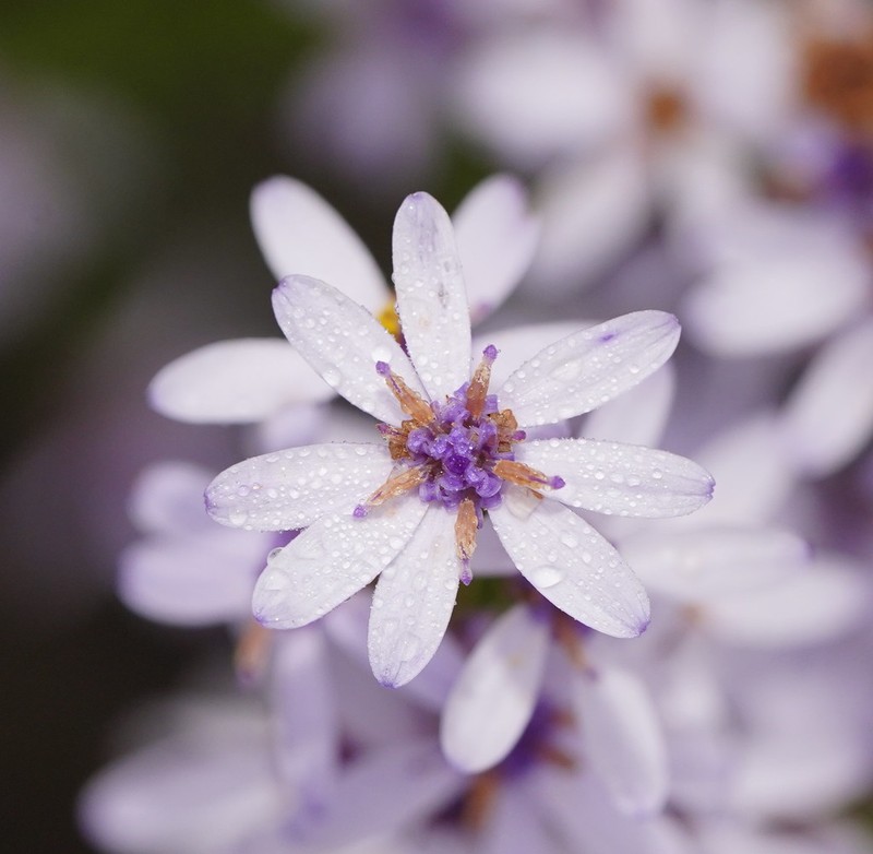 Olearia stricta photo 3