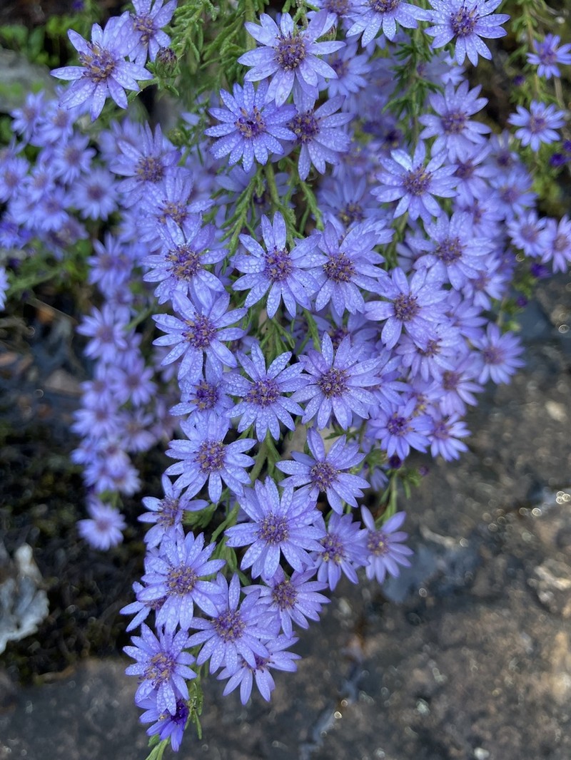 Olearia stricta photo 4