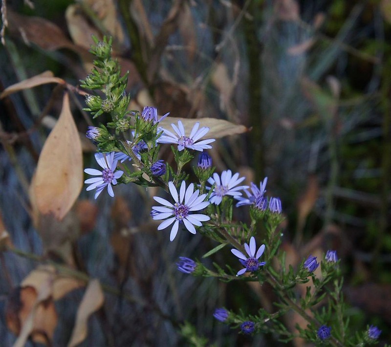 Olearia stricta photo 5