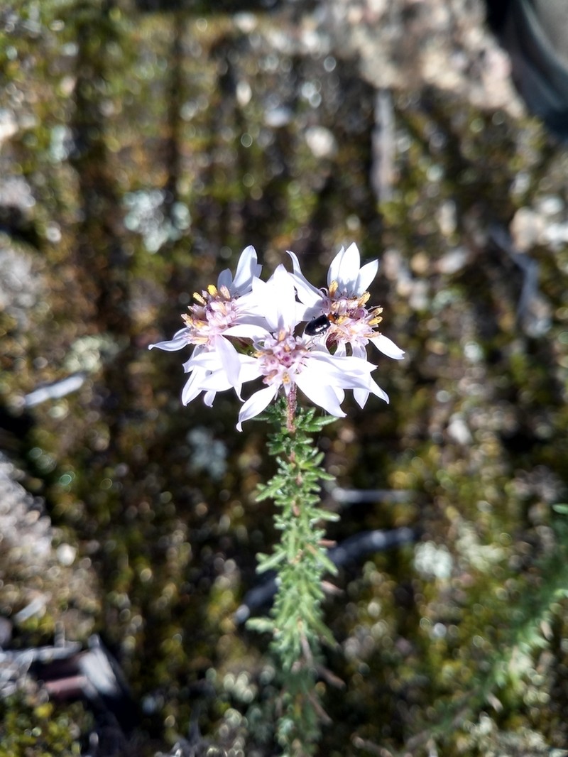 Olearia stricta photo 6
