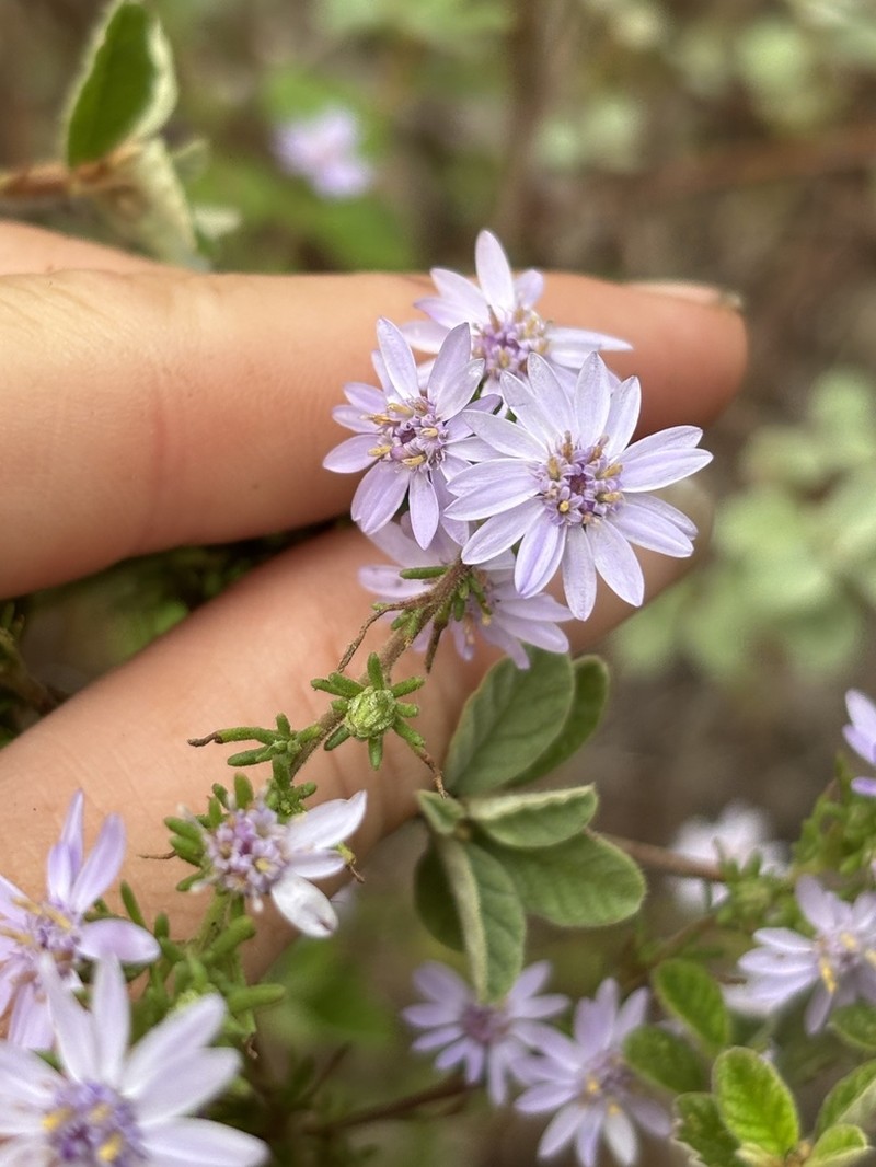 Olearia stricta photo 7