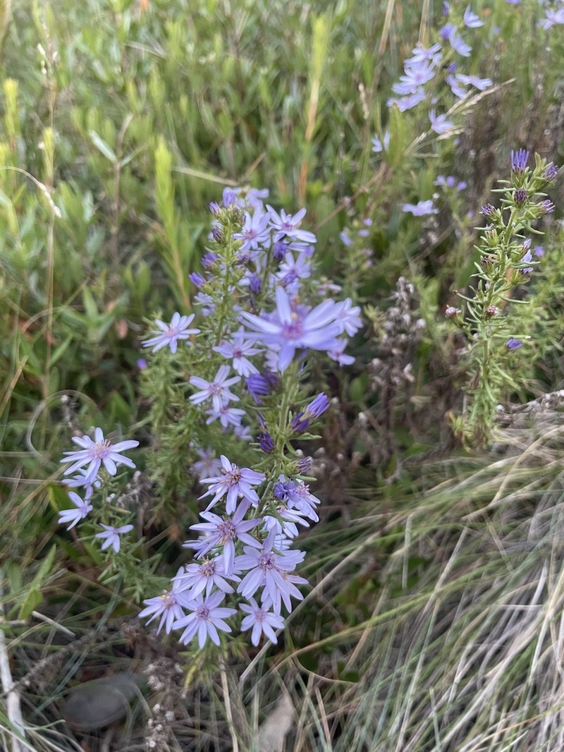 Olearia stricta photo 8
