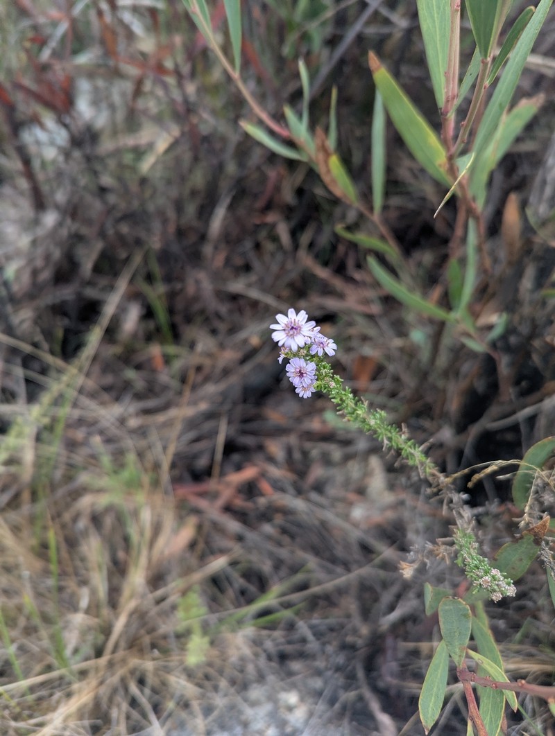 Olearia stricta subsp. parvilobata