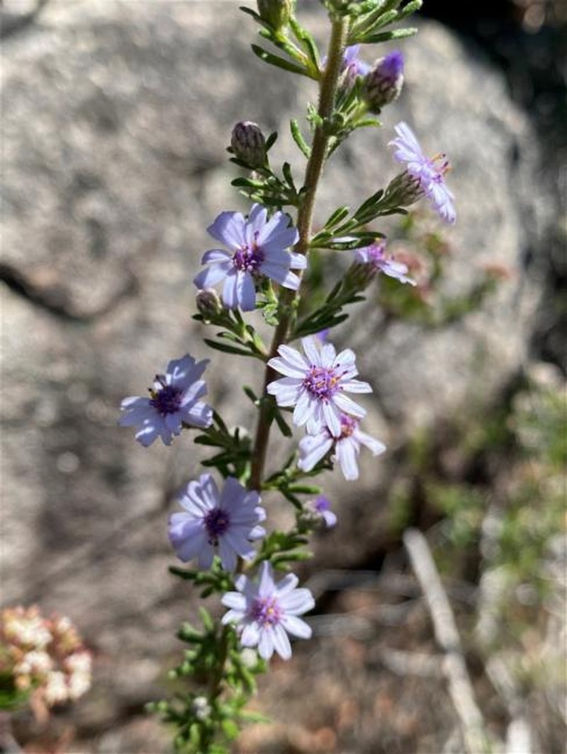 Olearia stricta subsp. parvilobata photo 2