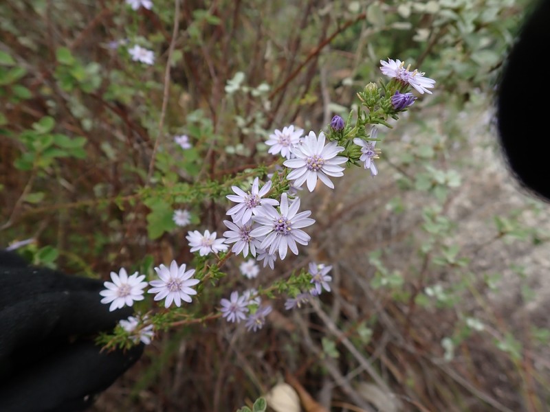Olearia stricta subsp. stricta