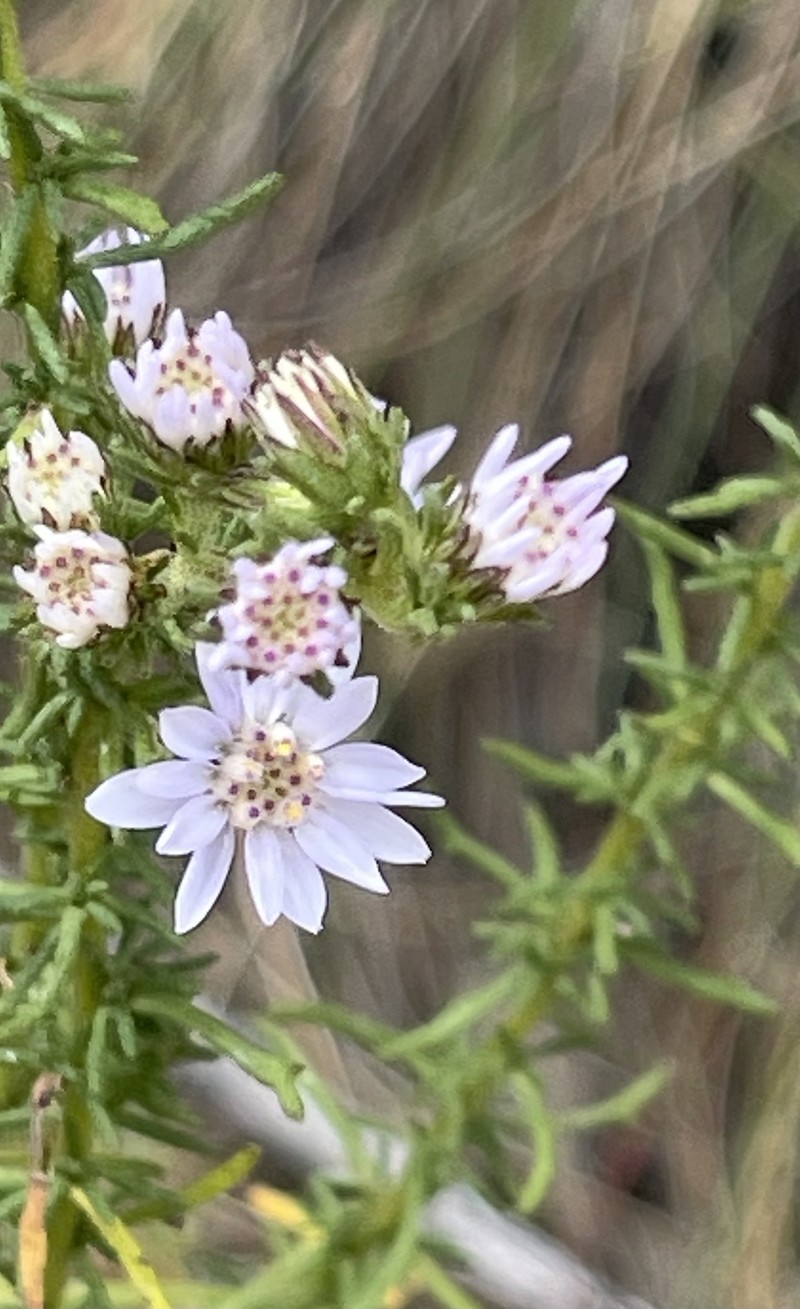 Olearia stricta subsp. stricta photo 2