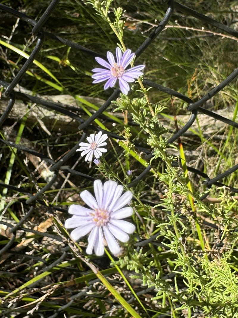 Olearia stricta subsp. stricta photo 3