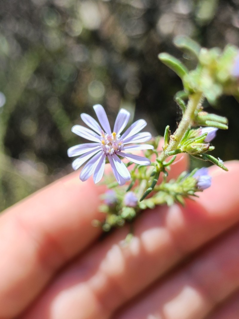 Olearia stricta subsp. stricta photo 4