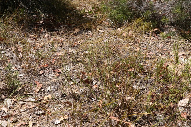 Olearia strigosa photo 2