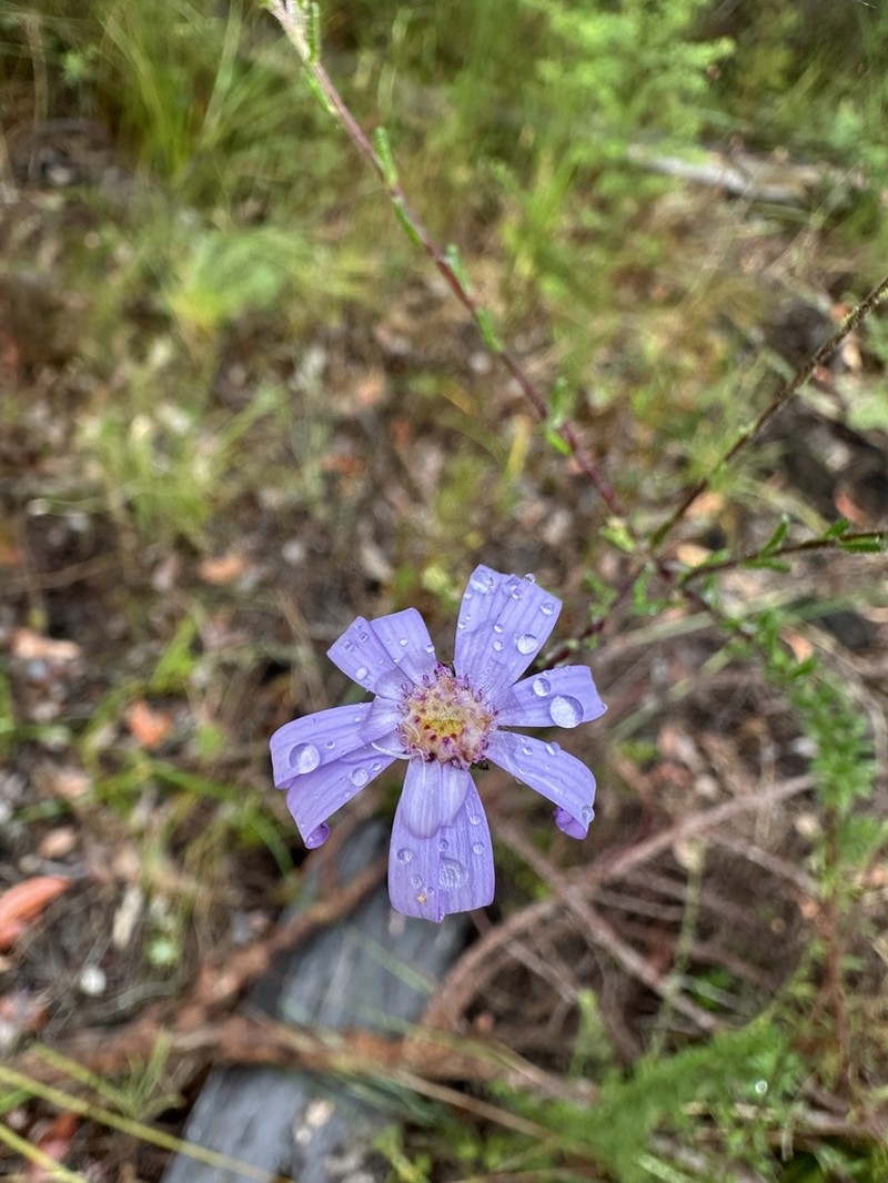Olearia strigosa photo 3