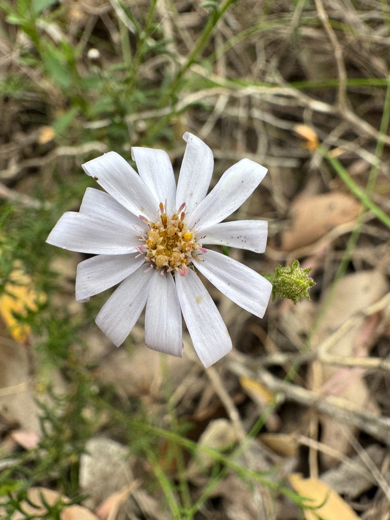 Olearia strigosa photo 4