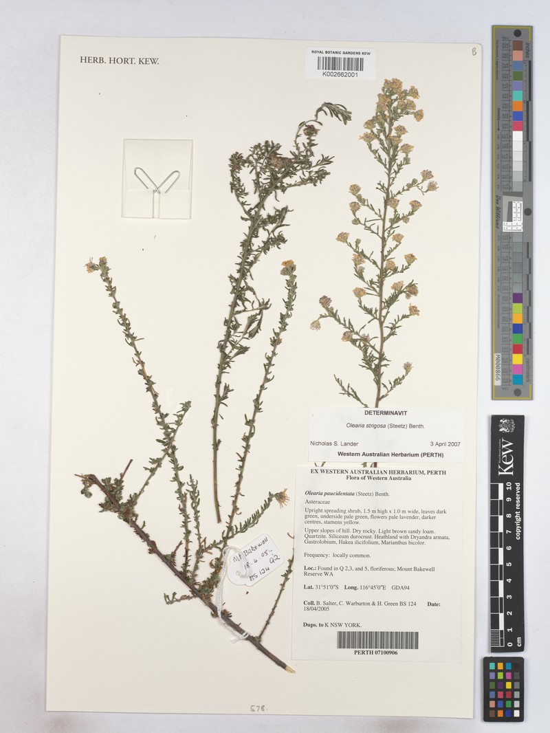 Olearia strigosa photo 5