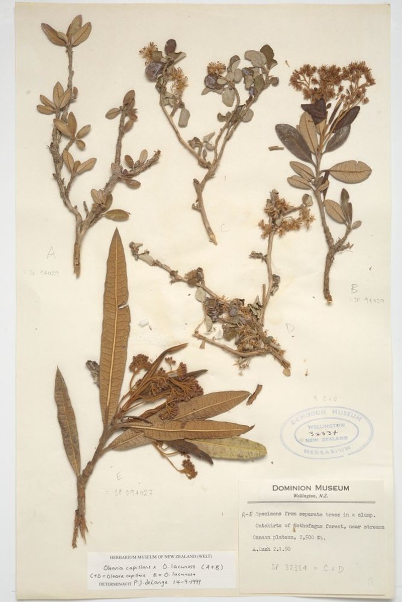 Olearia suavis photo 2