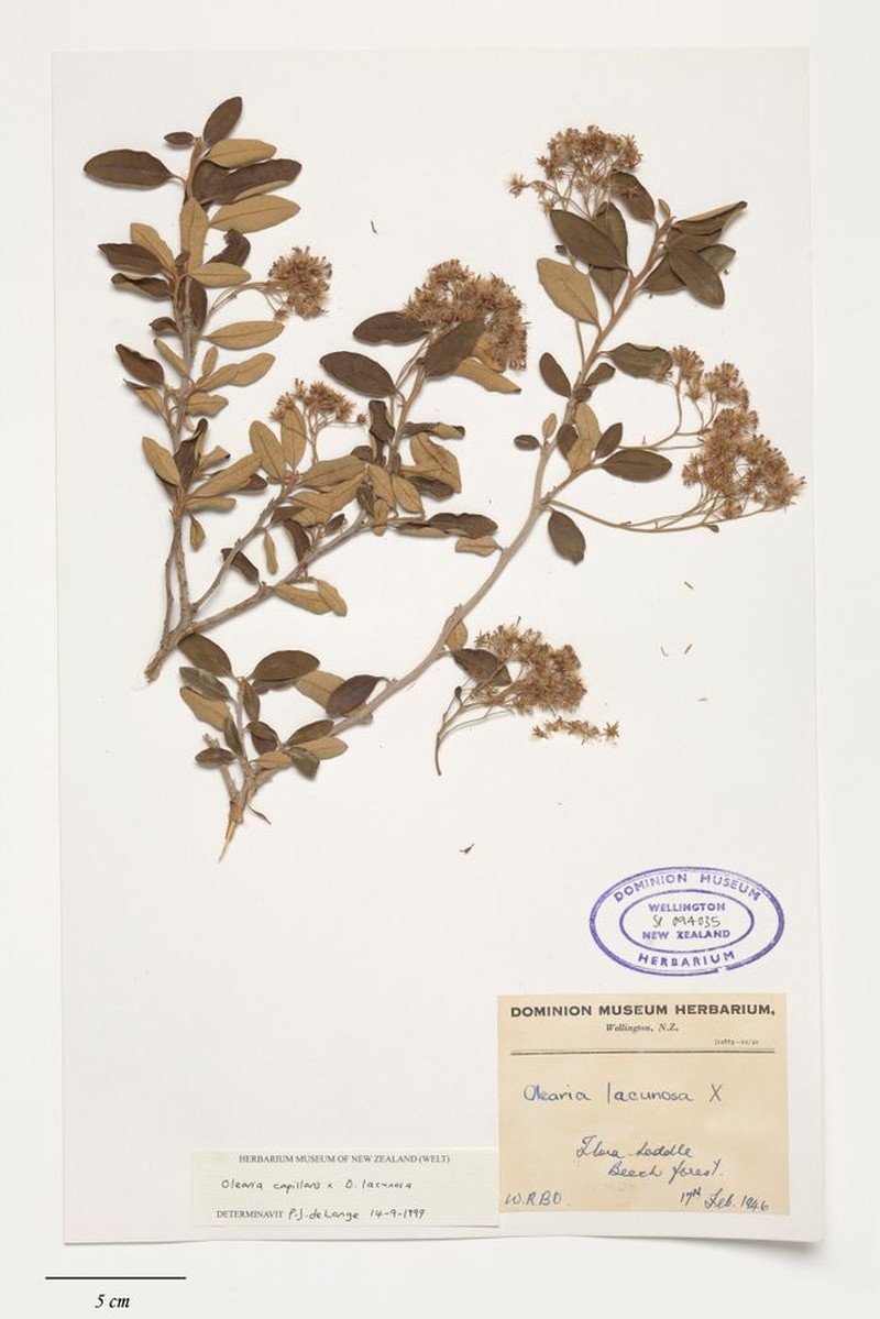 Olearia suavis photo 3