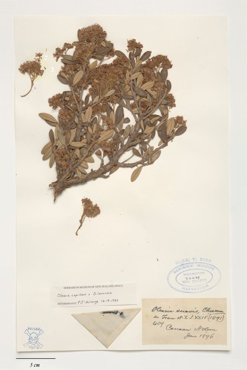 Olearia suavis photo 4