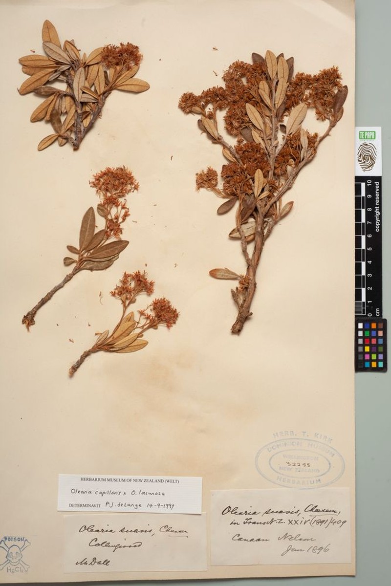 Olearia suavis photo 5