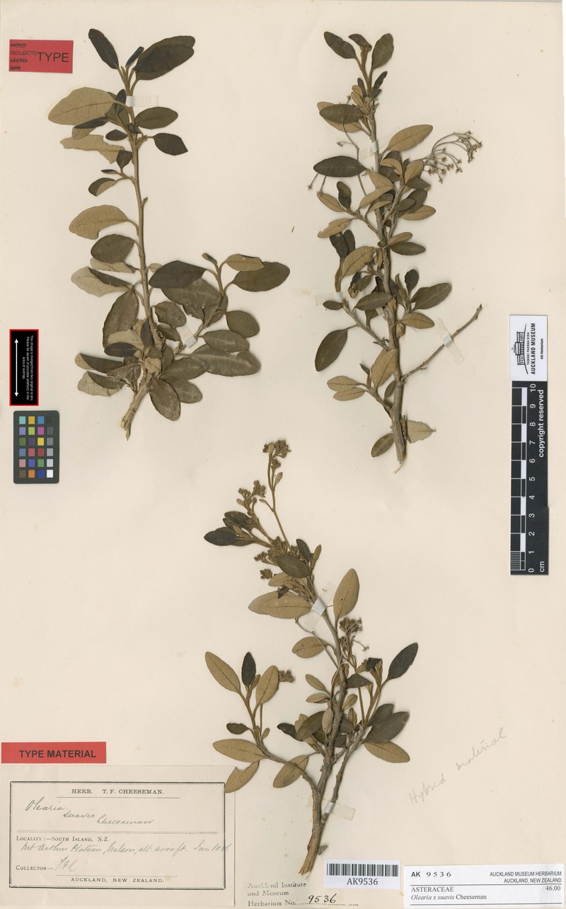 Olearia suavis