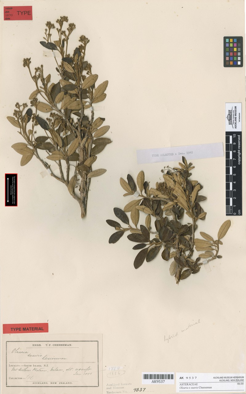 Olearia suavis photo 6