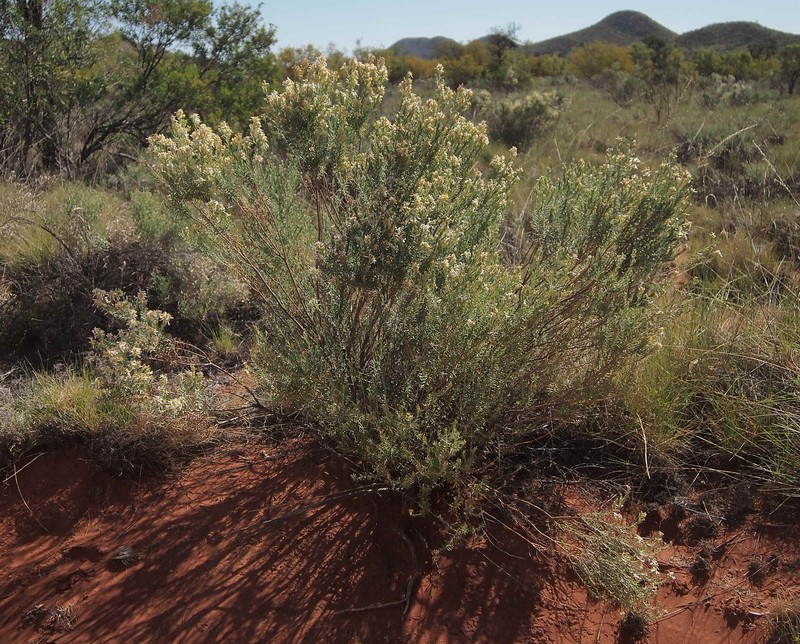 Olearia subspicata photo 2