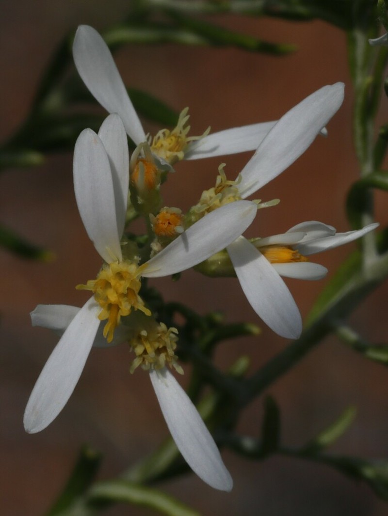Olearia subspicata photo 3