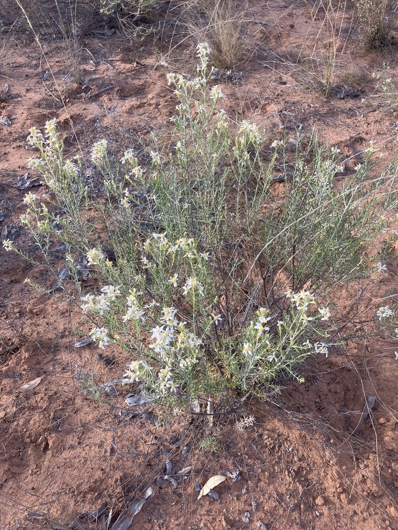 Olearia subspicata photo 4