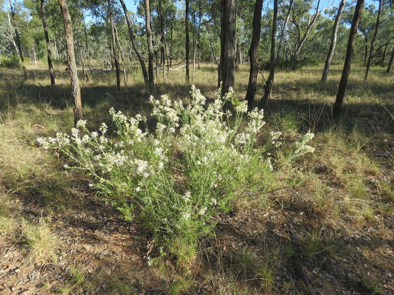 Olearia subspicata photo 5