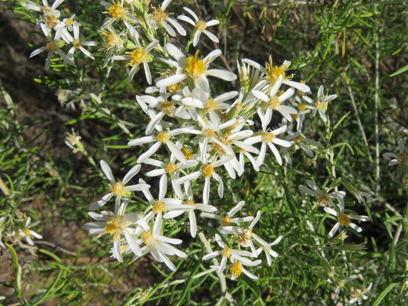 Olearia subspicata photo 6