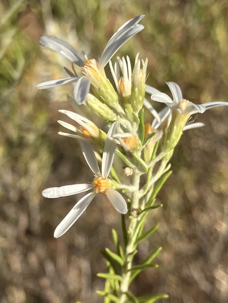 Olearia subspicata photo 7