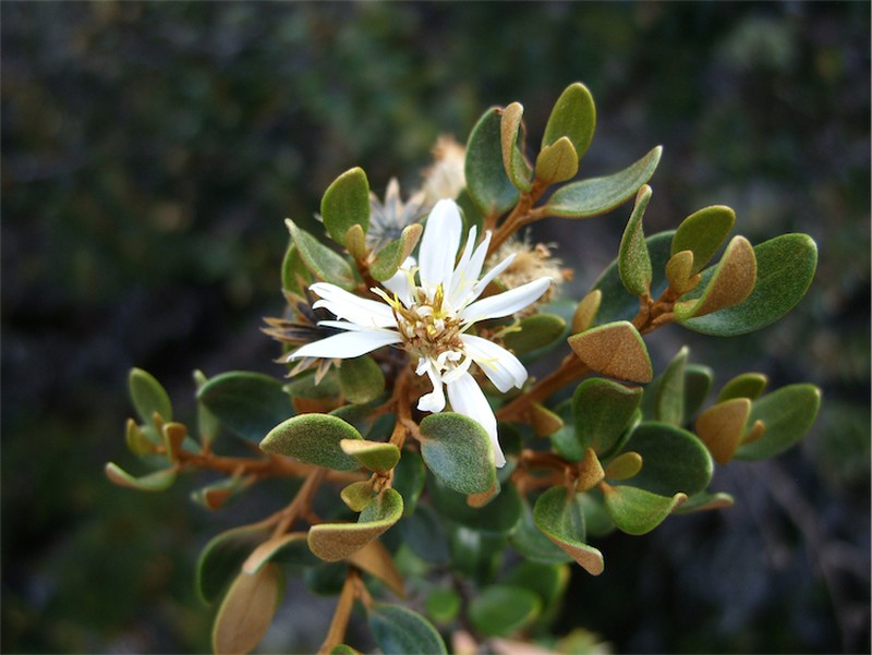 Olearia tasmanica